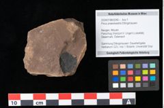 Foto (Objekt + Etikett) von Pinus praesilvestris Ettingshausen (NHMW-GEO-2024-0188-0249)